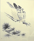 17 HAWK 27X33